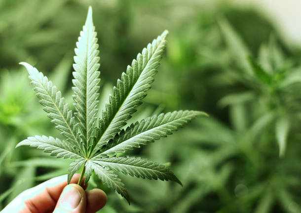 Marche. Approvata la legge regionale per l’uso terapeutico della cannabis