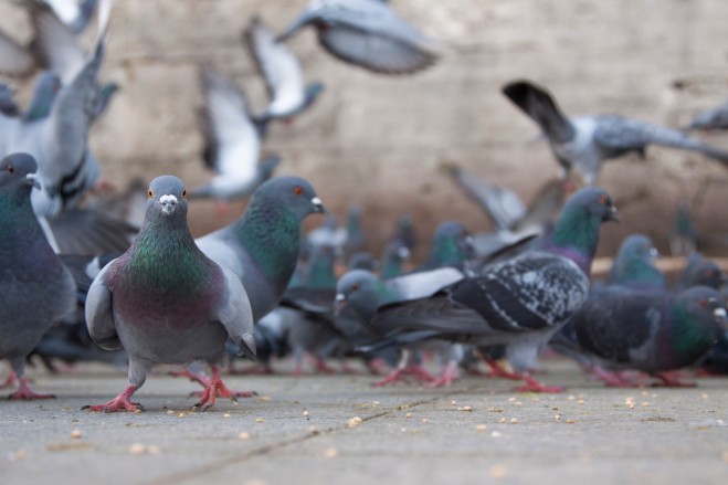 “Invasione di piccioni”: l’allarme sanitario arriva sui social